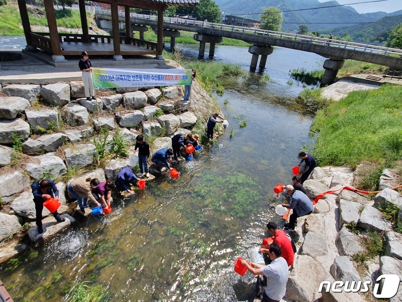본문 이미지 - 전북 정읍시는 내수면 어족자원 확충을 위해 17일 동진강 상류인 동진천에 뱀장어 치어와 메기 치어 39만 마리를 방류했다.(정읍시 제공)2023.5.17/뉴스1 