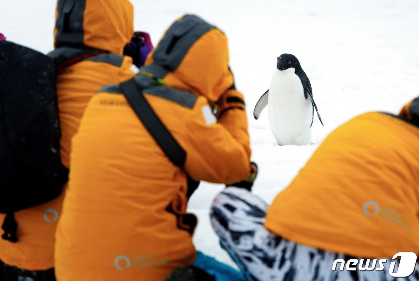 야생에서 펭귄과 마주하기(쿼크 익스페디션 제공)