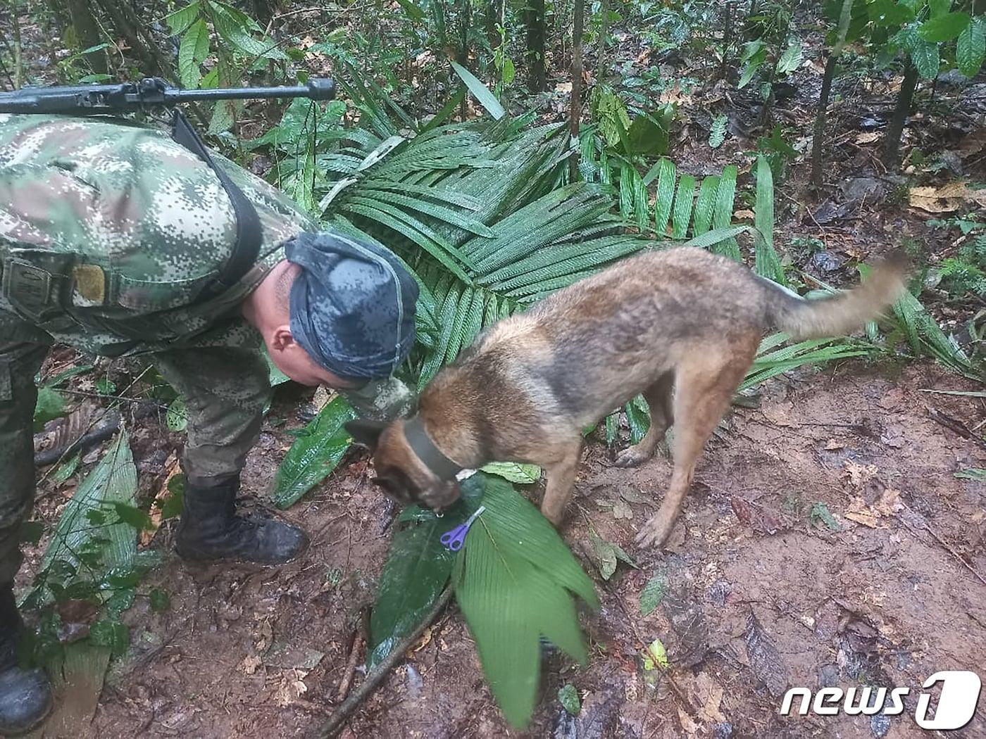 본문 이미지 - 17일(현지시간) 콜롬비아 카케타 지역의 정글에서 한 군인이 수색견을 데리고 지난 1일 비행기 추락사고로 실종된 아동을 찾기 위한 작업을 벌이고 있다. 2023.5.17 ⓒ 로이터=뉴스1 ⓒ News1 정윤미 기자