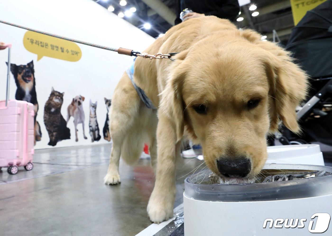 19일 오전 경기도 고양시 일산 킨텍스 2전시장에서 열린 2023 메가주 일산에 반려인과 함께 온 반려동물이 자동 급수기의 물을 마시고 있다. 2023.5.19/뉴스1 ⓒ News1 박정호 기자