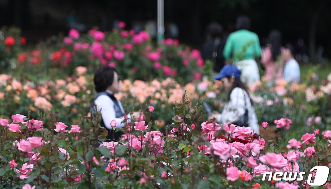 지난 19일 경기 안산의 장미원을 찾은 시민들이 만개한 장미꽃을 구경하고 있다. &#40;자료사진&#41; /뉴스1