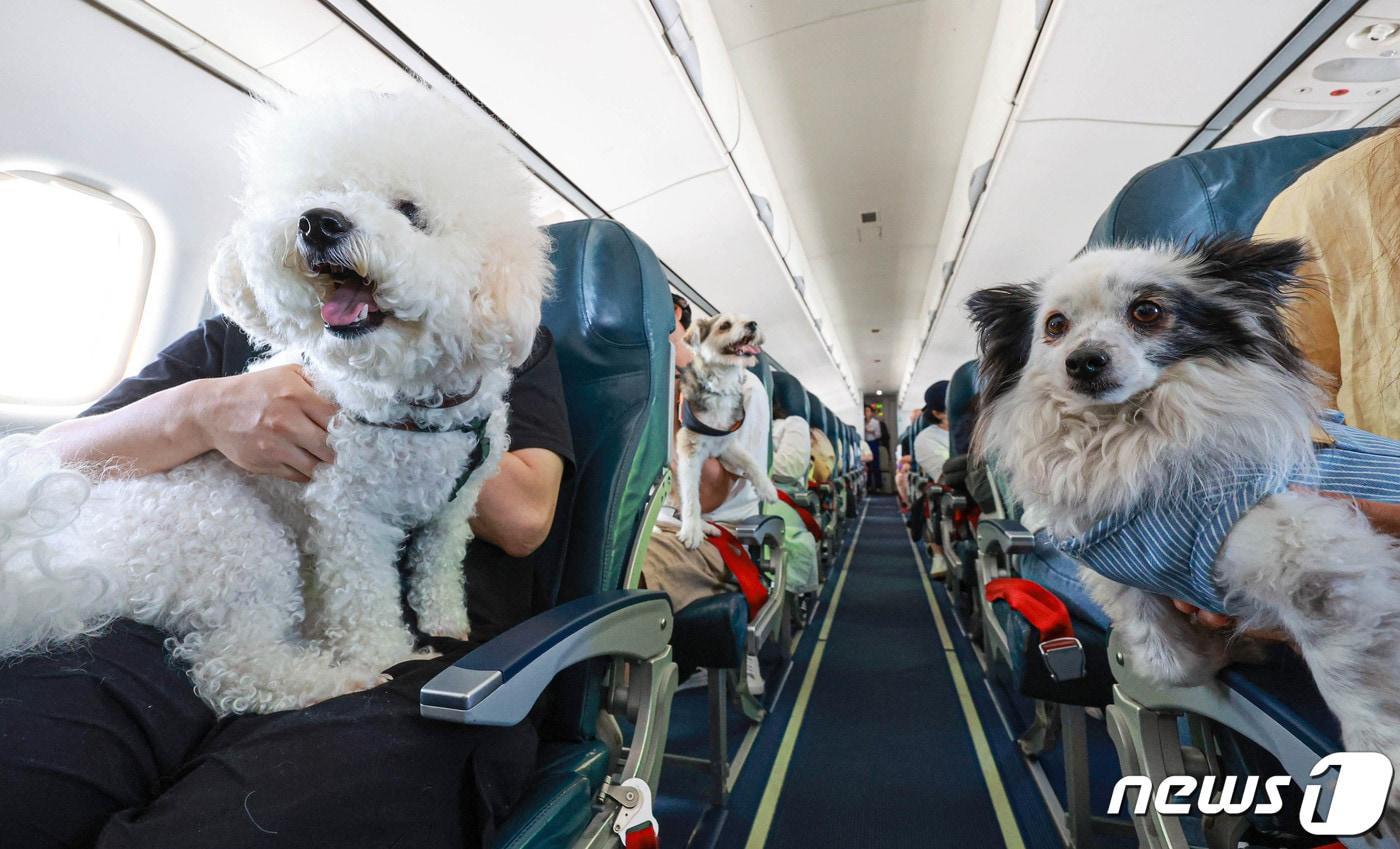 반려동물 여행플랫폼 반려생활의 '댕댕이 제주 전세기'에 탑승한 보호자들과 반려견이 19일 오후 서울 강서구 김포국제공항에서 제주국제공항으로 향하고 있다. 2023.5.19/뉴스1 ⓒ News1 공항사진기자단