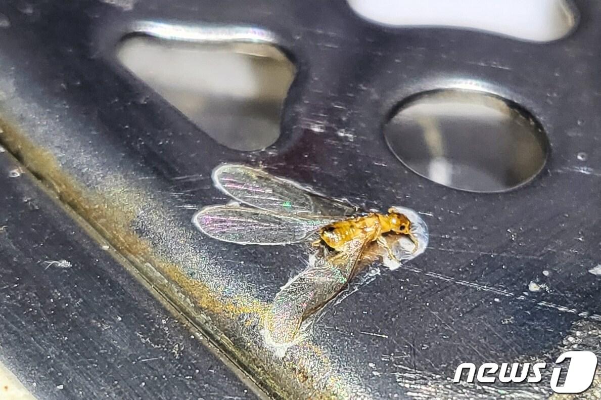 본문 이미지 - 서울 강남구 논현동에서 발견된 흰개미&#40;환경부 제공&#41; ⓒ 뉴스1