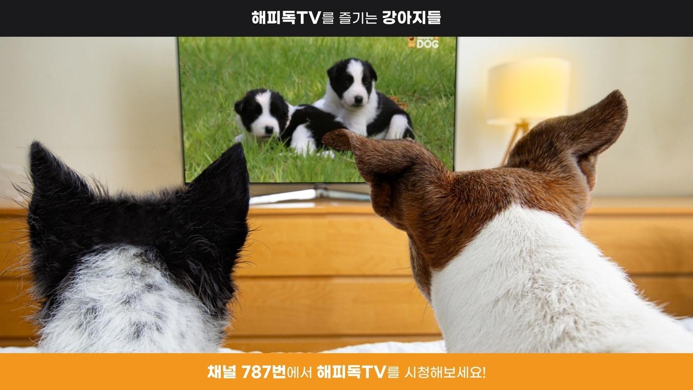 본문 이미지 - 반려견 전용 채널 '해피독TV' 이미지. (KT스카이라이프 제공)