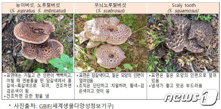본문 이미지 - 능이버섯과 육안으로 구분하기 어려운 버섯/식품의약품안전처 제공