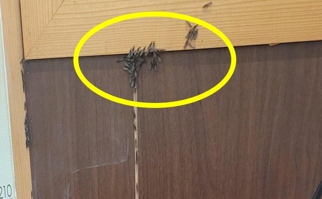 본문 이미지 - (온라인 커뮤니티 갈무리)