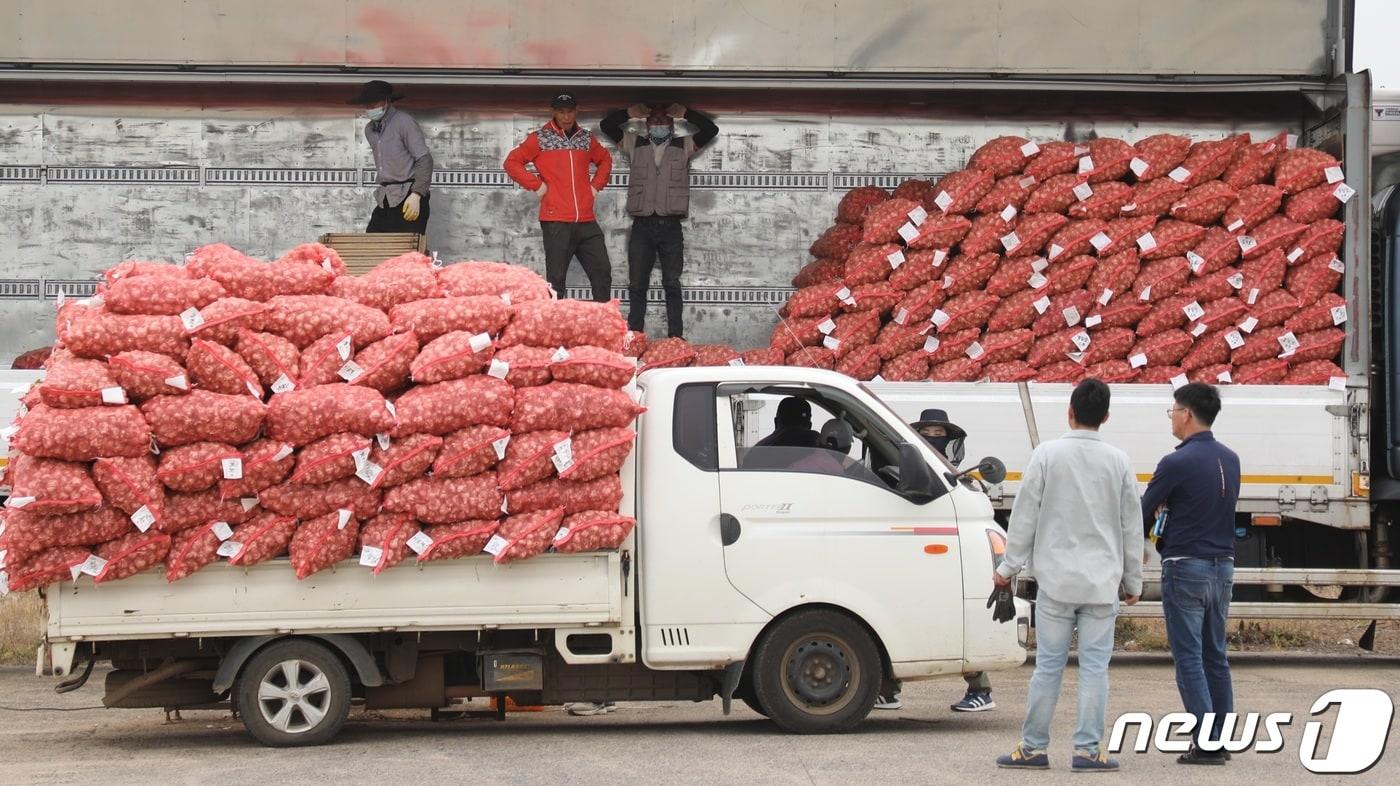 본문 이미지 -  서귀포시 대정읍 일과리 대정농협 유통센터에서 진행중인 마늘의 수매 작업. /뉴스1 