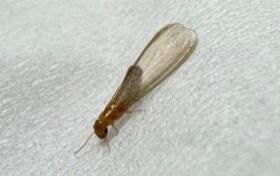 본문 이미지 - 서울 강남구 논현동에서 발견된 '마른나무 흰개미' 신고 사진 (환경부 제공) 2023.05.22 /뉴스1