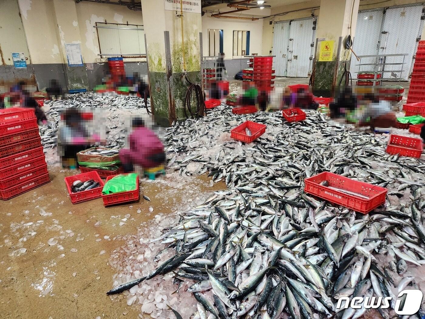 본문 이미지 - 지난 21일 오후 조업금지구역에서 사천 선적 어선 2척이 불법 포획한 고등어.(제주해양경찰서 제공)