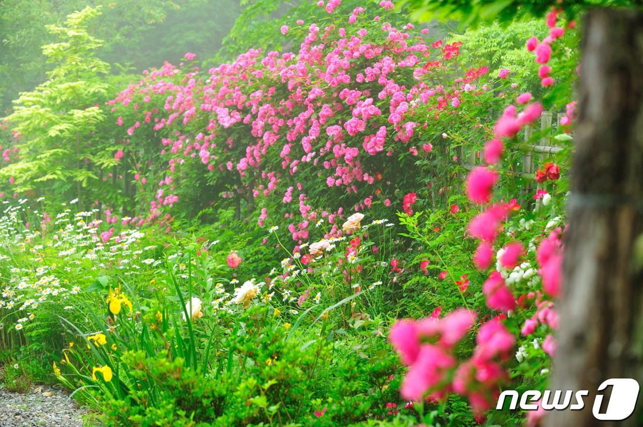 본문 이미지 - 담양 죽화경에 핀 데이지 장미 모.(전남도 제공) 2023,5.23/뉴스1
