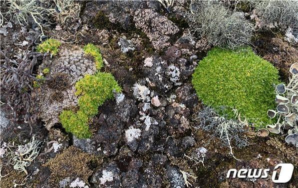 본문 이미지 - 남극개미자리가 병원균에 감염돼 점차 노란색으로 변하다가 하얗게 고사됐다. 감염된 개체(왼쪽)와 건강한 개체.(해양수산부 제공)