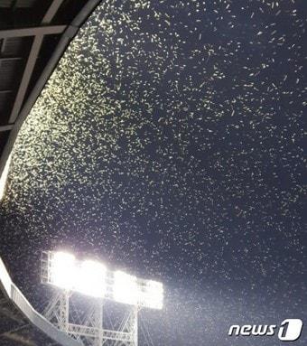 본문 이미지 -  잠실야구장 하늘을 뒤덮은 동양하루살이 떼. (인터넷 커뮤니티 캡처)
