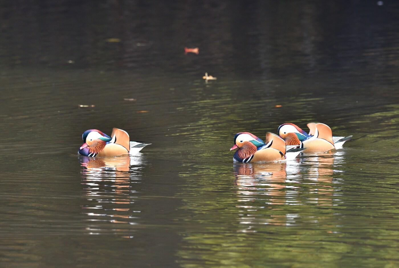 김포 장릉에 서식하는 천연기념물 원앙. (한국야생조류보호협회 제공) 