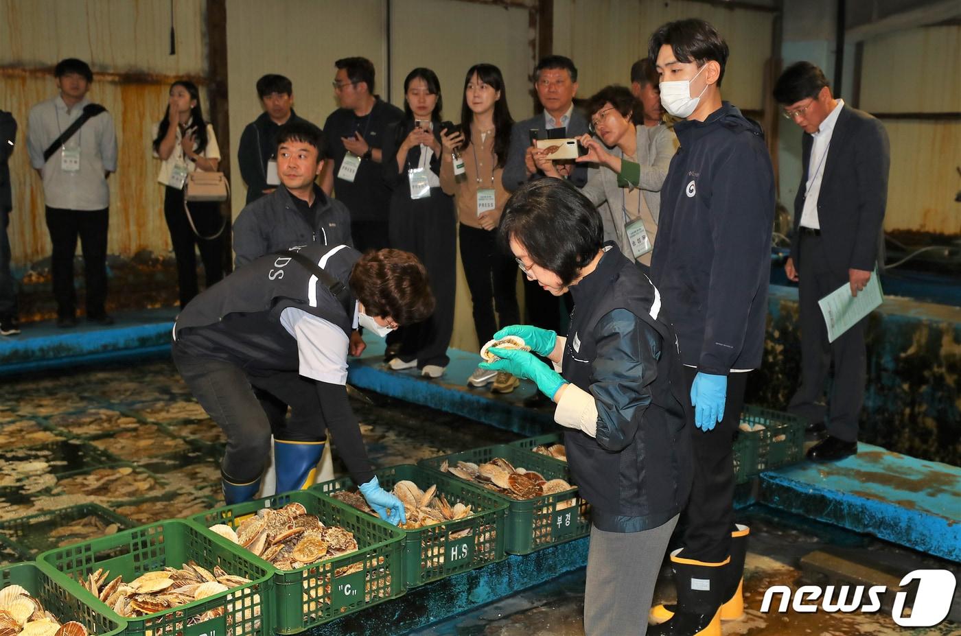 본문 이미지 - 오유경 식약처장이 25일 오후 부산 서구 부산감천항수입식품검사소에서 일반시민, 급식관련업체 관계자 등이 참관하는 가운데 일본산 활가리비를 살펴보고 있다. 2023.5.25/뉴스1 ⓒ News1 사진공동취재단
