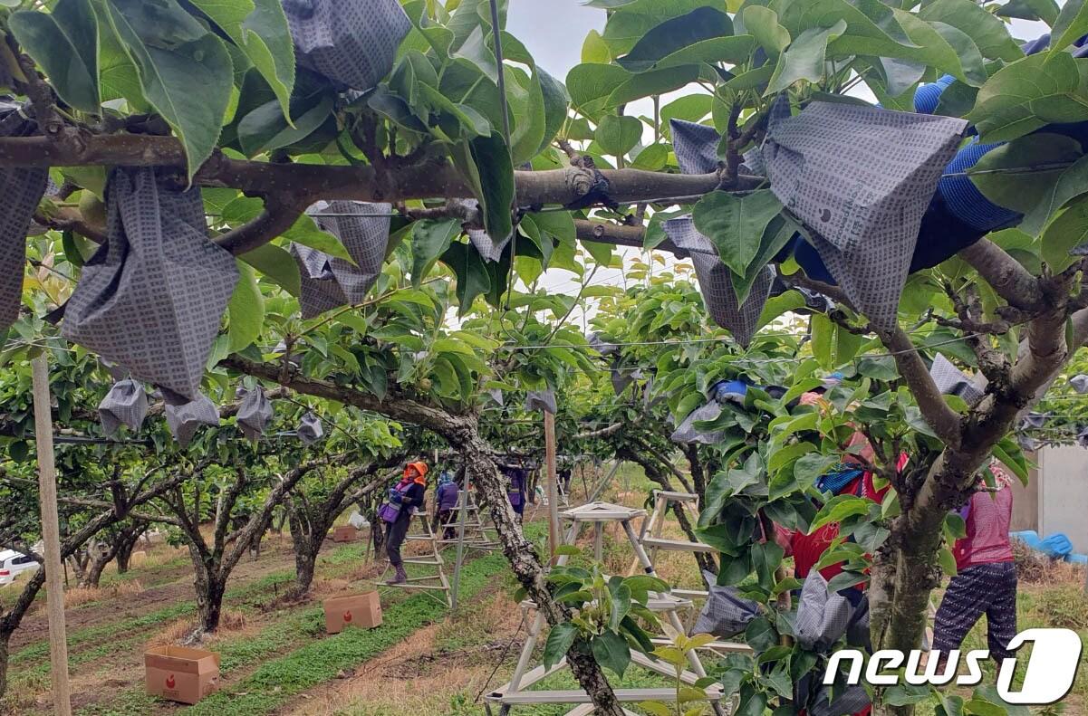 본문 이미지 - 나주배 봉지 씌우기. ⓒ News1