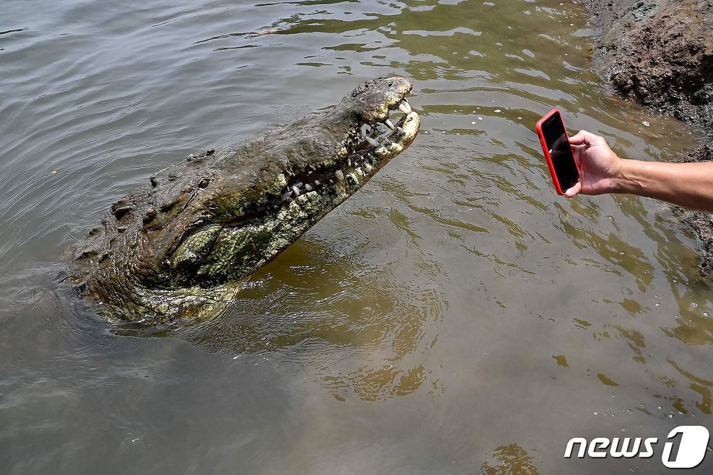 본문 이미지 - 악어 자료사진. 2022.04.03 ⓒ AFP=뉴스1 ⓒ News1 이유진 기자