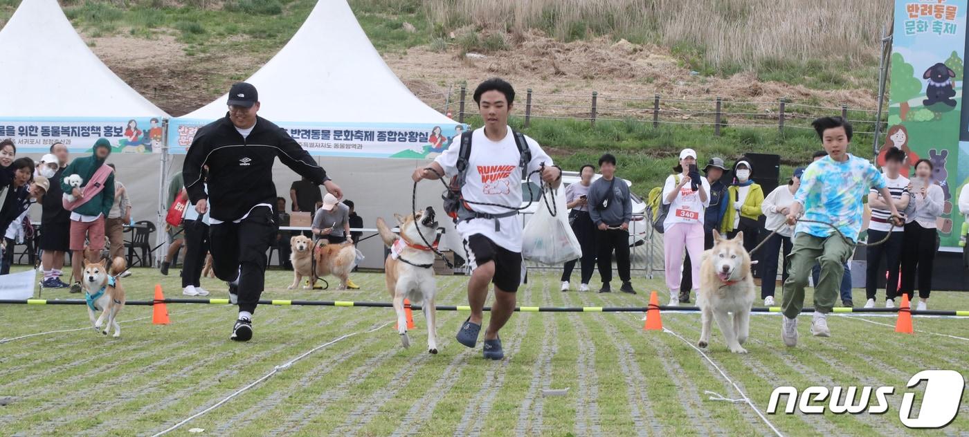 반려동물 문화축제 '멍랑운동회'에 참가한 견주와 반려견들이 장애물을 지나 힘차게 뛰고 있다. 2023.5.27/뉴스1 ⓒ News1 오현지 기자