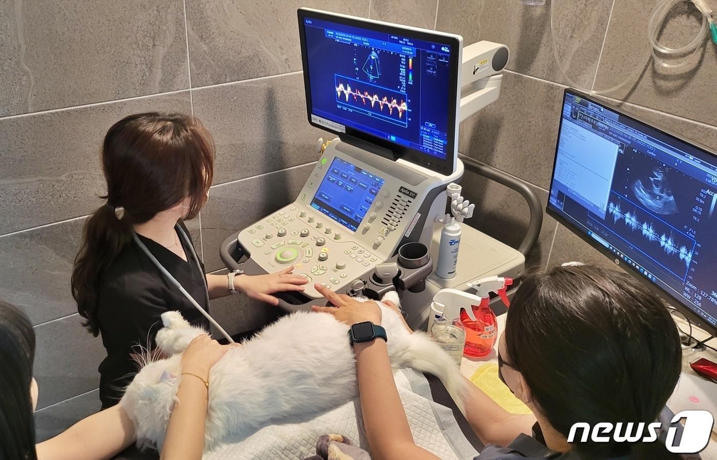 본문 이미지 - 동물병원에서 검진을 받고 있는 고양이(VIP동물의료센터 제공) ⓒ 뉴스1