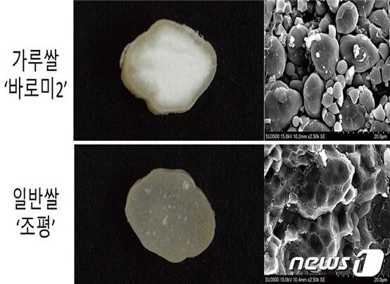 본문 이미지 - 농촌진흥청은 농림축산식품부의 '2023년 가루쌀 생산단지 조성 사업'이 성공적으로 진행될 수 있도록 전담관리팀을 지정 운영하고, 재배기술 교육 및 기술지원을 집중적으로 추진한다.(농촌진흥청 제공)2023.5.29./뉴스1