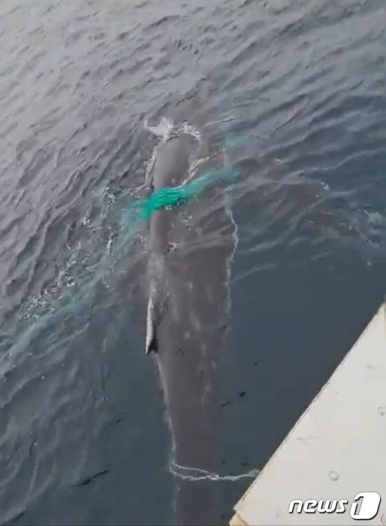 본문 이미지 - 희귀종 '혹등고래'가 경남 홍도 동편 앞바다에서 그물망에 감긴 채 낚시선박 주위를 맴돌고 있다(제보 영상 갈무리)