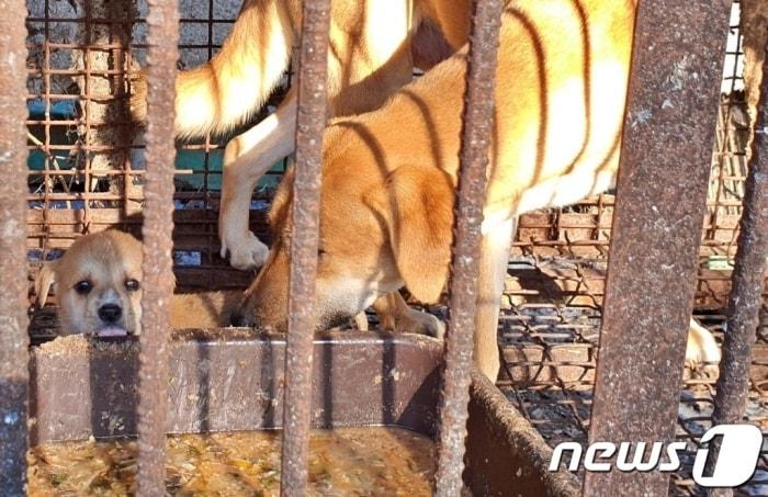 본문 이미지 - 뜬장에서 잔반을 먹고 있는 개들 ⓒ 뉴스1 최서윤 기자