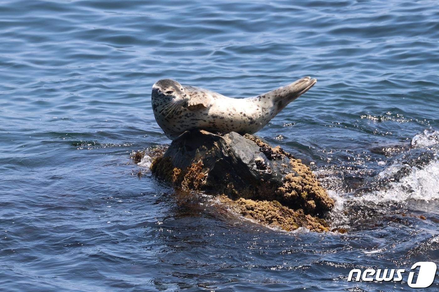 환경부 멸종위기 야생동물 II급이자 천연기념물인 점박이물범 /뉴스1  