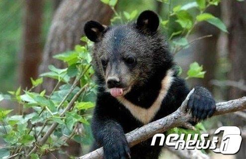 본문 이미지 - 반달가슴곰 ⓒ News1 장인수 기자