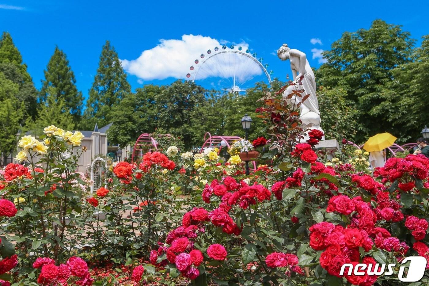 본문 이미지 - 지난해 11월 호주 애들레이드에서 열린 '세계장미컨벤션'에서 세계 최고의 장미 정원에 수여된 '어워드 오브 가든 엑설런스'에서 국내 최초로 수상한 에버랜드 장미원(에버랜드 제공)