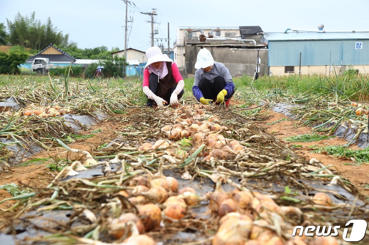 1일 전남 무안군 청계면 농촌진흥청 국립원예특작과학원 파속채소연구소 시험 재배지에서 연구원들이 국산 양파 맵시황 품종을 수확하고 있다. ‘맵시황’은 맛이 순하고 담백해 그냥 먹어도 좋고 양파즙으로 가공하기에도 좋다. &#40;농촌진흥청 제공&#41; 2023.6.1/뉴스1