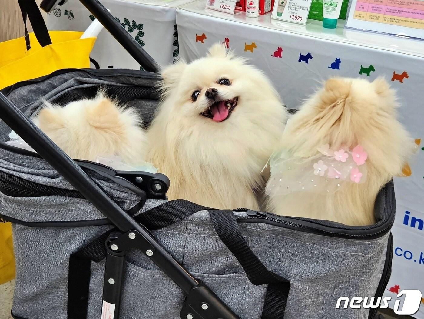 본문 이미지 - 반려동물 산업 전시회 '제20회 대구펫쇼'가 11일 대구 엑스포에서 진행됐다. ⓒ 뉴스1 최서윤 기자