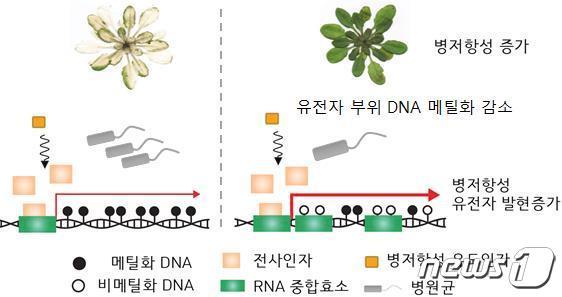 본문 이미지 - 유전자 부위의 DNA 메틸화를 통한 식물 병저항성 기억 모델.(포항공대 제공)/뉴스1