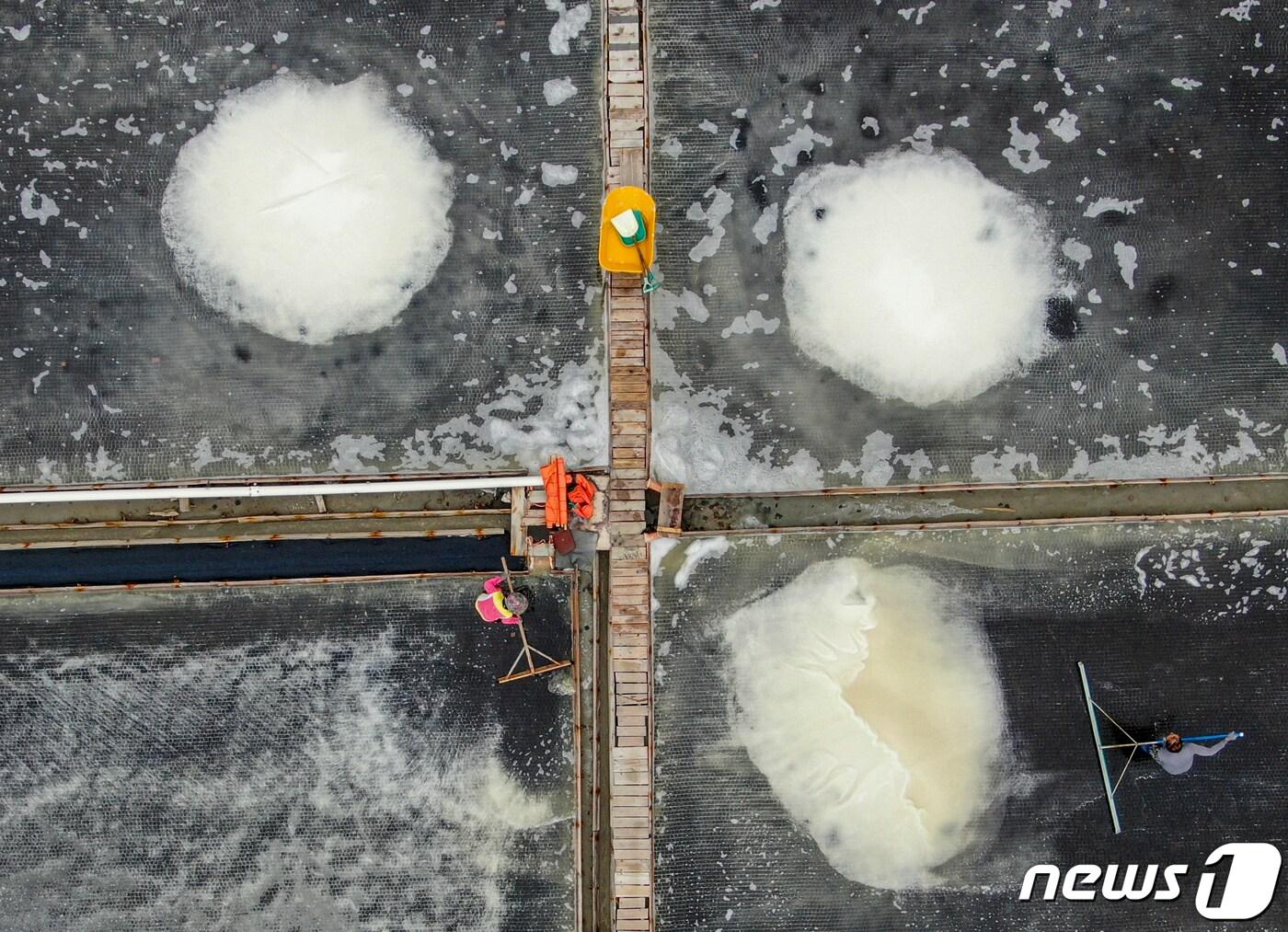 본문 이미지 - 사진은 12일 경기 안산시 동주염전에서 염부들이 천일염을 수확하는 모습. 2023.6.12/뉴스1 ⓒ News1 김도우 기자