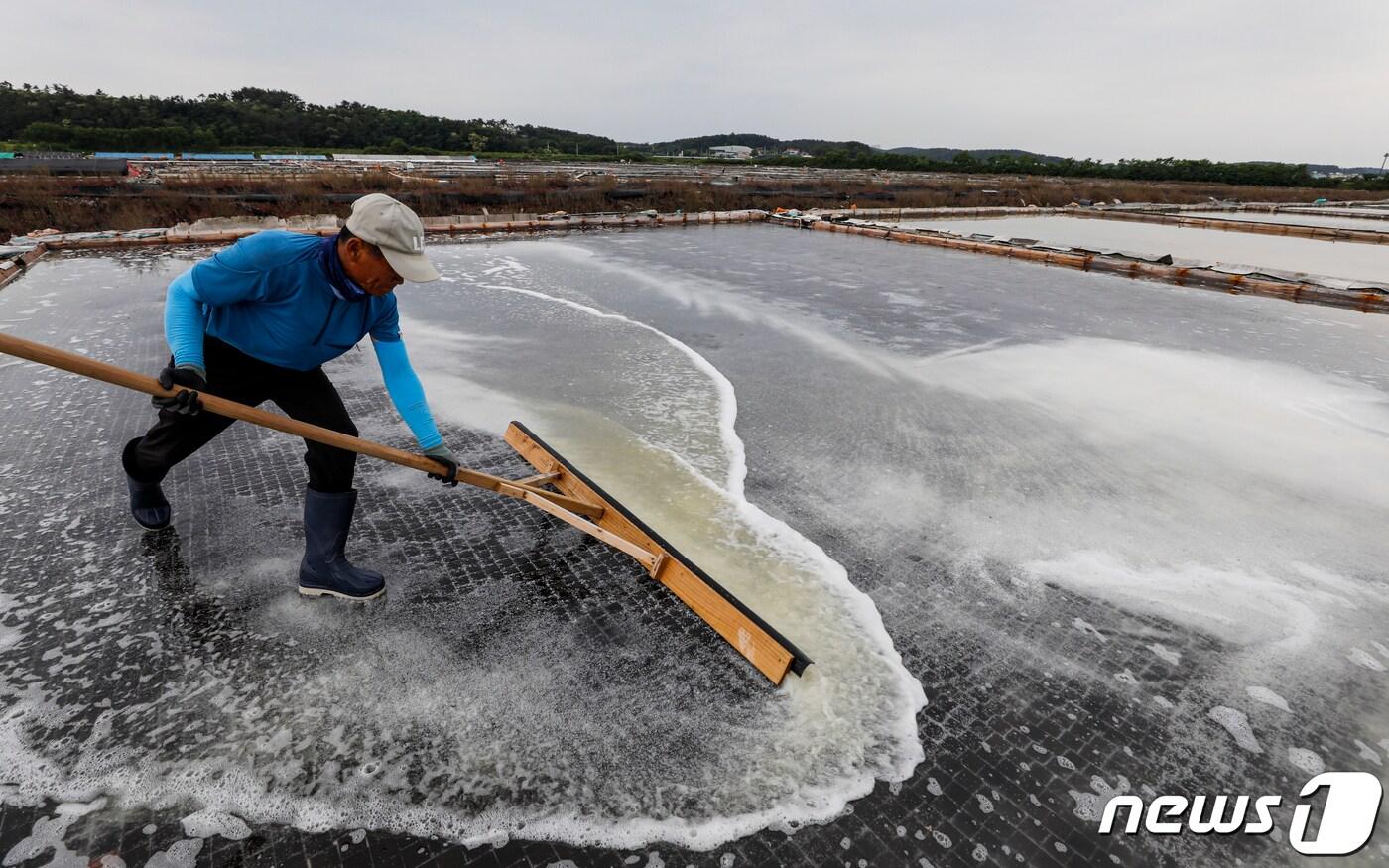천일염 가격이 급등하고 있다. 최근 잦은 비로 인한 생산량 감소와 후쿠시마 원전 오염수 방류를 앞두고 일부 사재기에 나서면서 가격이 오른 것으로 분석된다. 지난 12일 경기 안산시 동주염전에서 염부들이 천일염을 수확하는 모습. 2023.6.12/뉴스1 ⓒ News1 김도우 기자