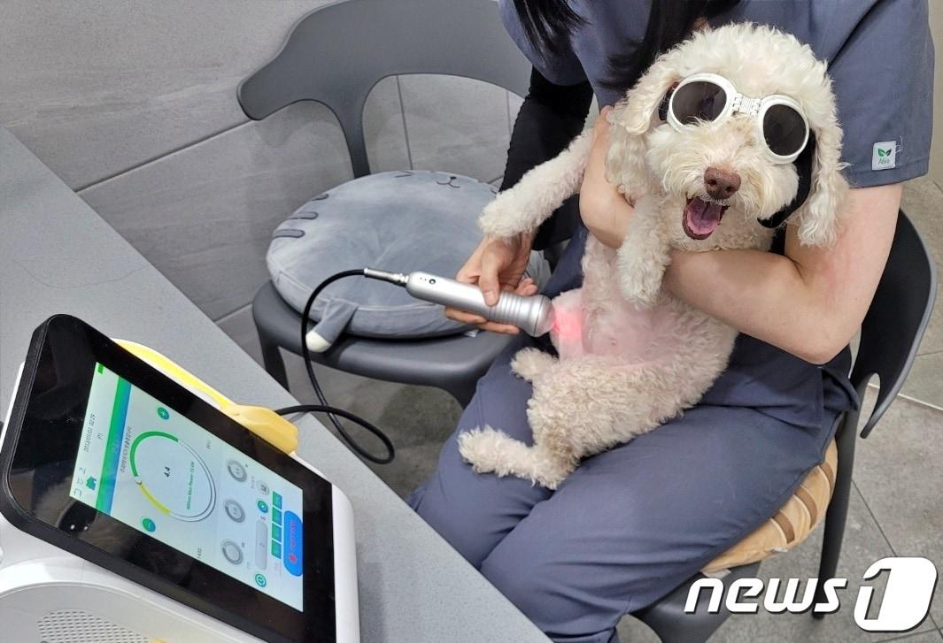 본문 이미지 - 슬개골 탈구와 십자인대 파열로 치료를 받고 있는 강아지(굿케어동물의료센터 제공) ⓒ 뉴스1
