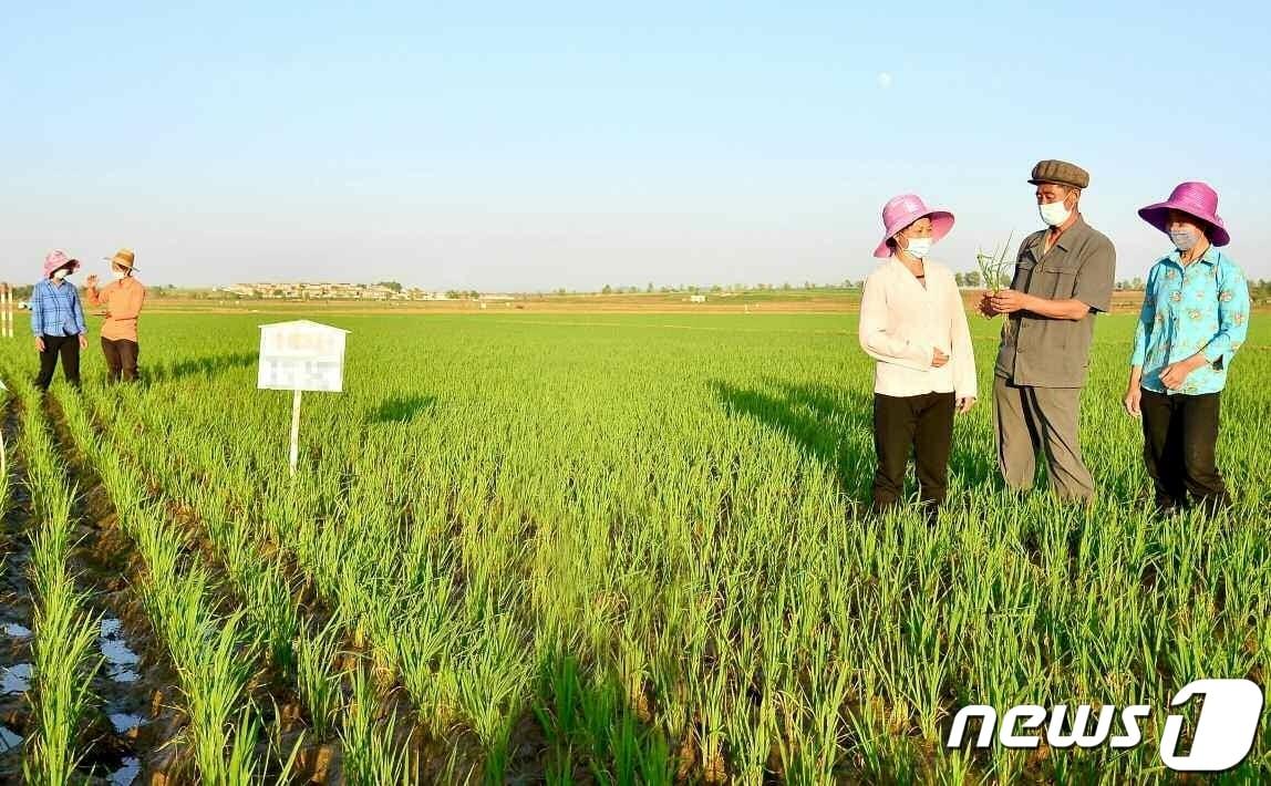 본문 이미지 - (평양 노동신문=뉴스1) = 북한 노동당 기관지 노동신문은 13일 "역량과 수단을 집중해 김매기를 제때에 질적으로 해야한다"라고 보도했다. 사진은 강남군 장교농장. [국내에서만 사용가능. 재배포 금지. DB 금지. For Use Only in the Republic of Korea. Redistribution Prohibited] rodongphoto@news1.kr