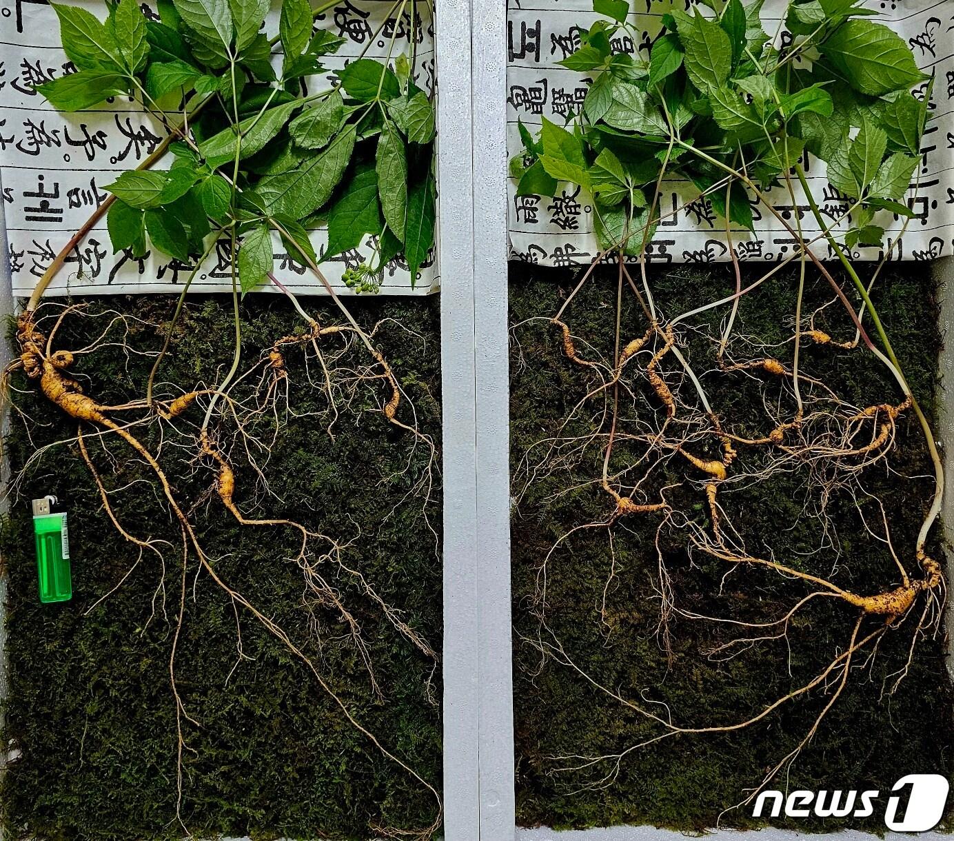 본문 이미지 - 전북 장수군 지리산 자락에서 사람 손길이 닿지 않은 천종산삼 15뿌리가 발견됐다. 총 중량은 117g으로 감정가는 1억2000만원이다.(한국전통심마니협회 제공)2023.6.13/뉴스1