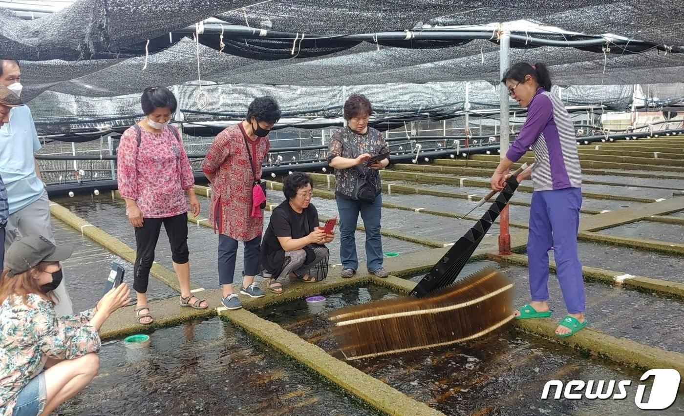 본문 이미지 - 전남 완도군 '전남에서 살아보기' 귀어형 참가자들의 전복 치패양식 체험 (완도군 제공)/뉴스1