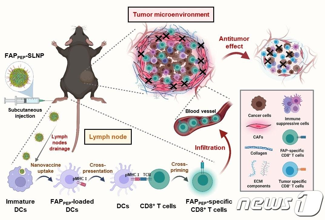 본문 이미지 - 암 연관 섬유아세포 특이적 백신의 작용 기작&#40;한국보건산업진흥원 제공&#41;