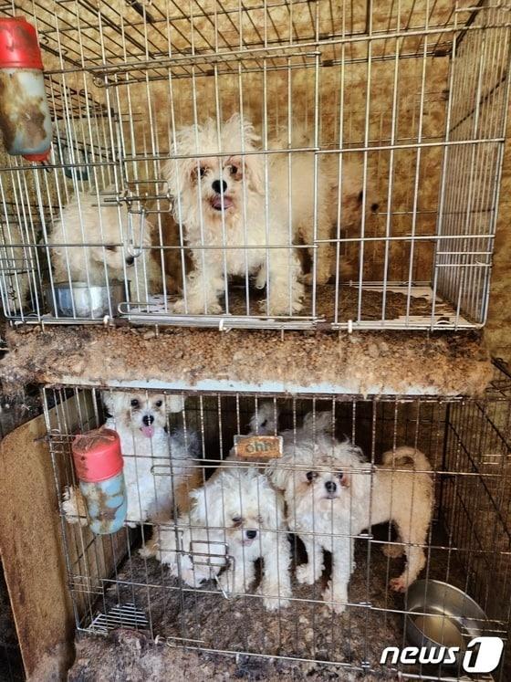 본문 이미지 - 동물생산업 허가없이 개 번식장을 운영한 A씨(36)가 합동 단속에 적발됐다.2023.5.2/뉴스1
