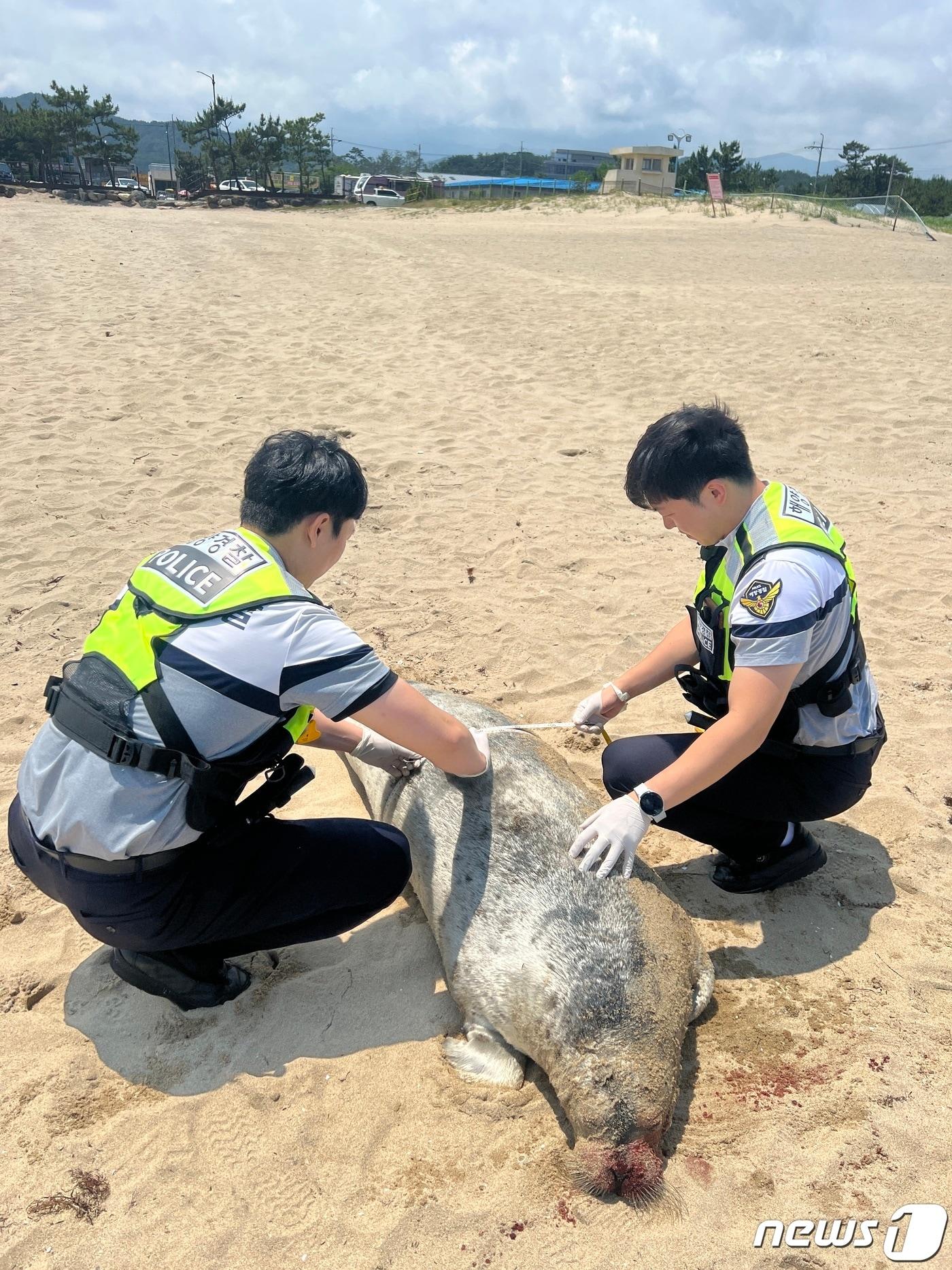 본문 이미지 - 14일 오전 강원 양양군 햔북면 중광정해변에서 발견된 천연기념물 331호이자 환경부 멸종위기 2급 야생생물 점박이물범.(속초해경 제공) 2023.6.14/뉴스1