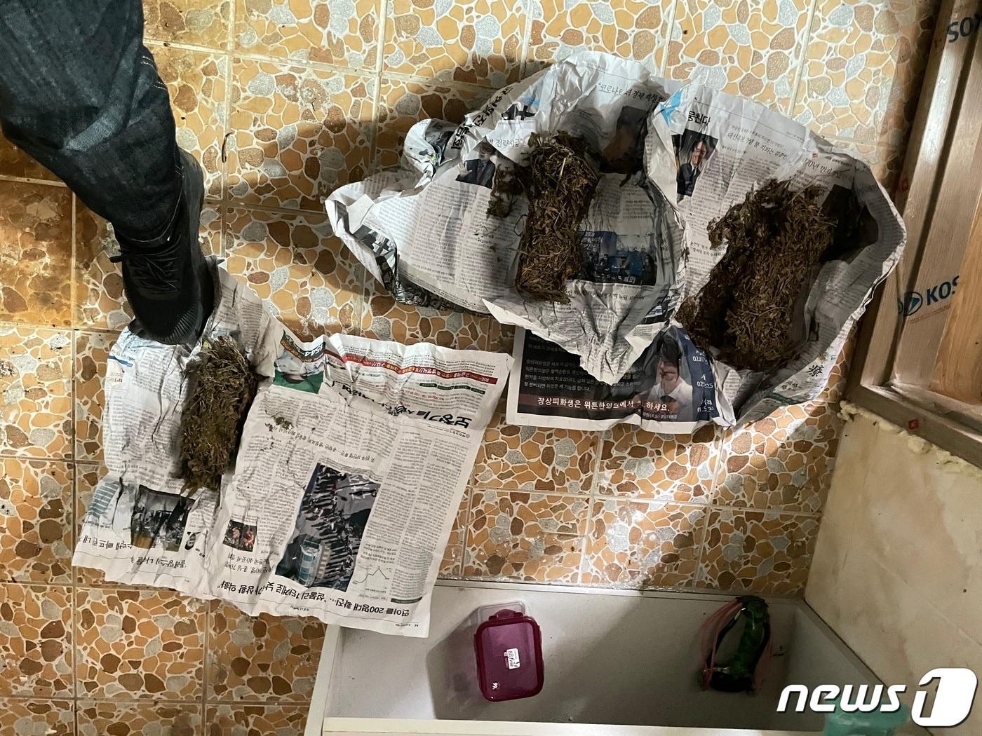 본문 이미지 - 별장에서 발견된 대마초.(강원경찰청 제공) 2023.6.15/뉴스1