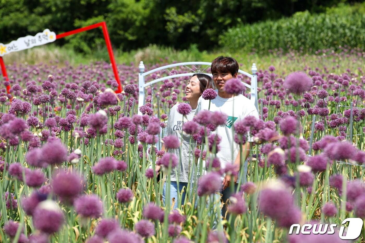 본문 이미지 - 16일 전남 강진군 작천면 부흥마을에 활짝 핀 코끼리마늘꽃이 관광객들의 눈길을 모으고 있다.(강진군 제공)2023.6.16/뉴스1 ⓒ News1