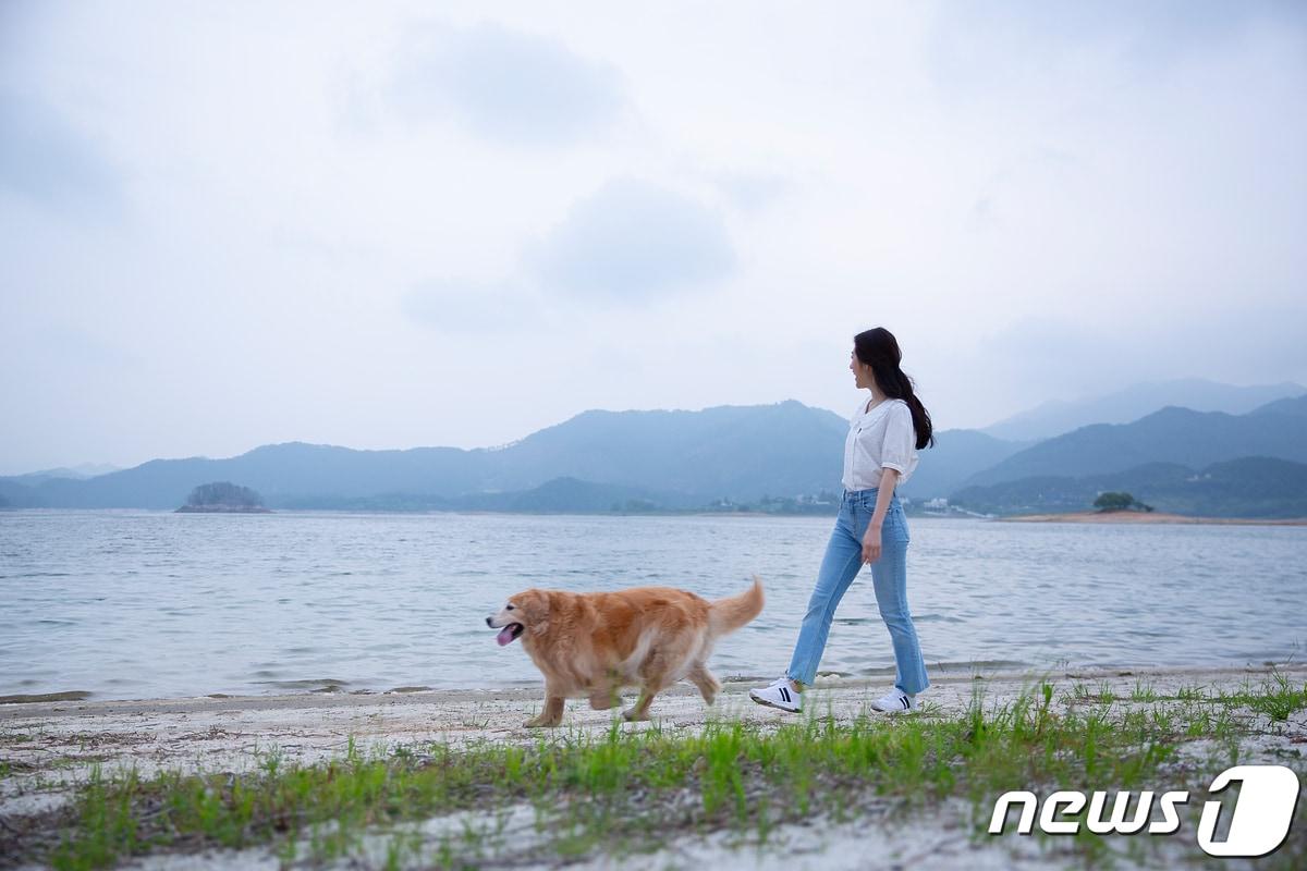 본문 이미지 - 반려견과 함께 떠난 여름 휴가(이미지투데이)