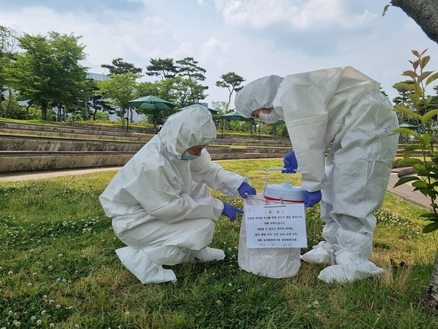 본문 이미지 - 진드기 분포도조사를 위한 진드기 트랩 설치 및 채집 모습. (세종시 보건환경연구원 제공) / 뉴스1