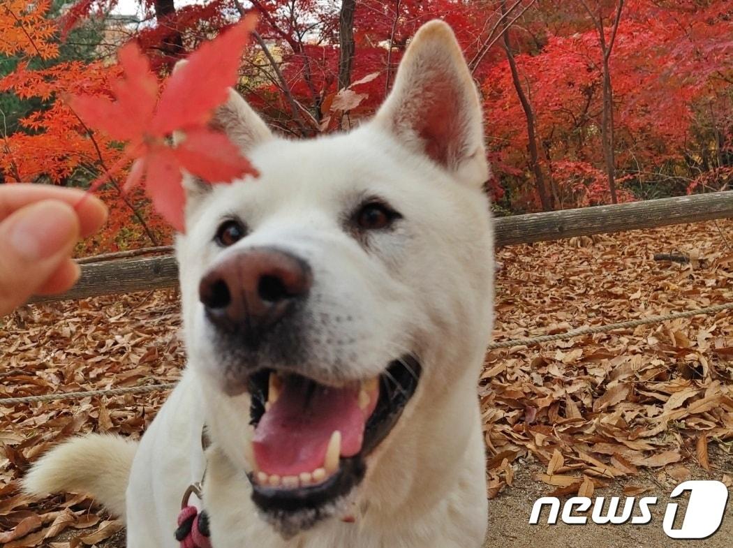 본문 이미지 - 폐암 수술 받은 반려견(청주 고려동물메디컬센터 제공) /뉴스1