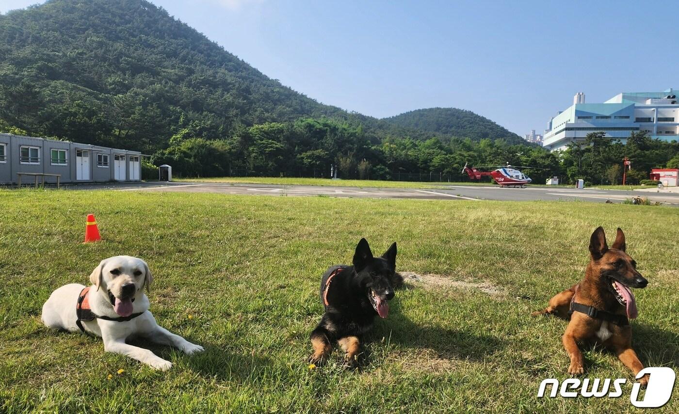 본문 이미지 - 왼쪽부터 나래, 영웅, 충성이의 모습.(부산소방재난본부 제공) 