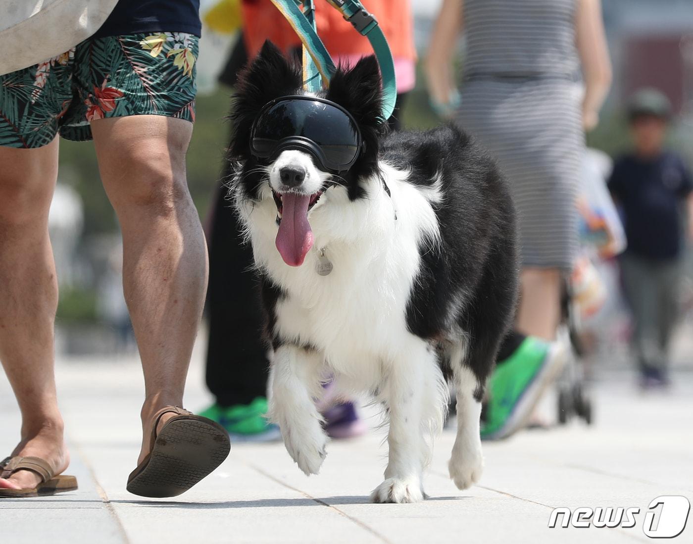 본문 이미지 - 부산 해운대해수욕장에서 고글을 쓴 한 반려견이 주인과 산책하고 있다. (뉴스1DB) ⓒ News1 윤일지 기자