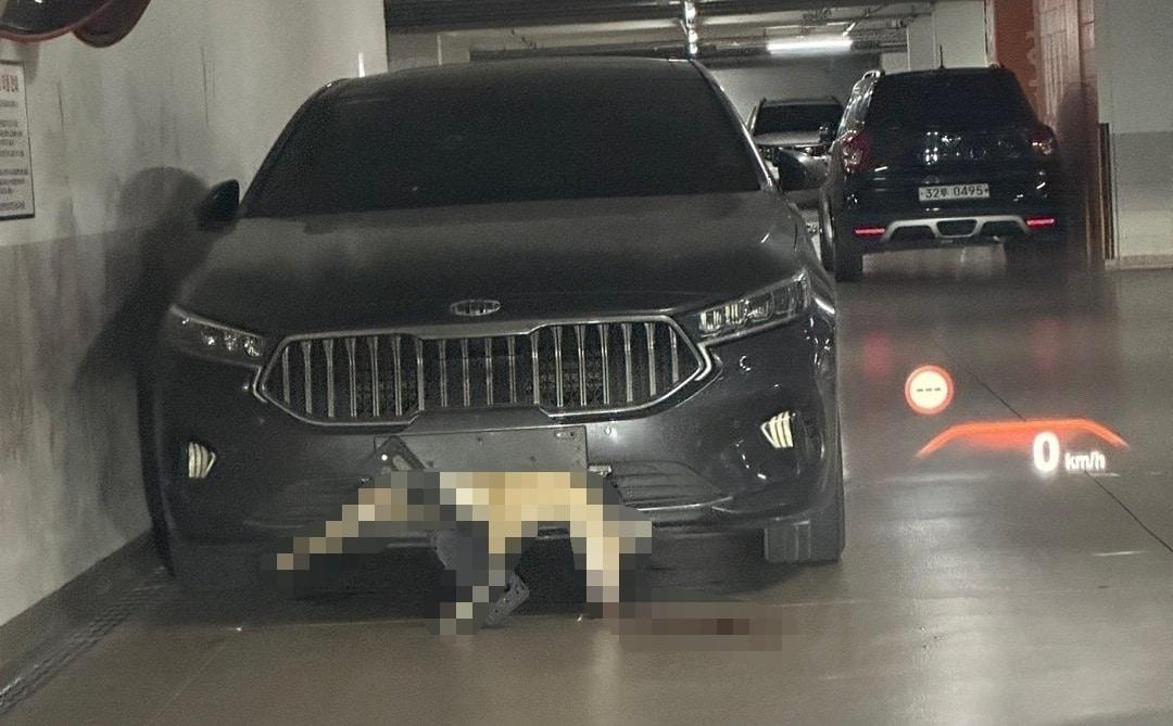 본문 이미지 - ('보배드림' 갈무리)