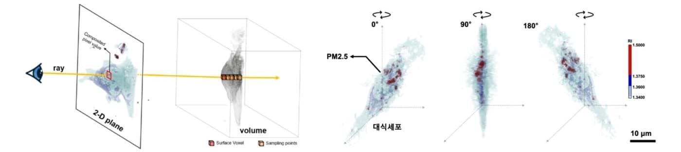 본문 이미지 - 광회절단층촬영으로 초미세먼지와 세포의 3차원 시각화 성공. (생명연 제공)/뉴스1