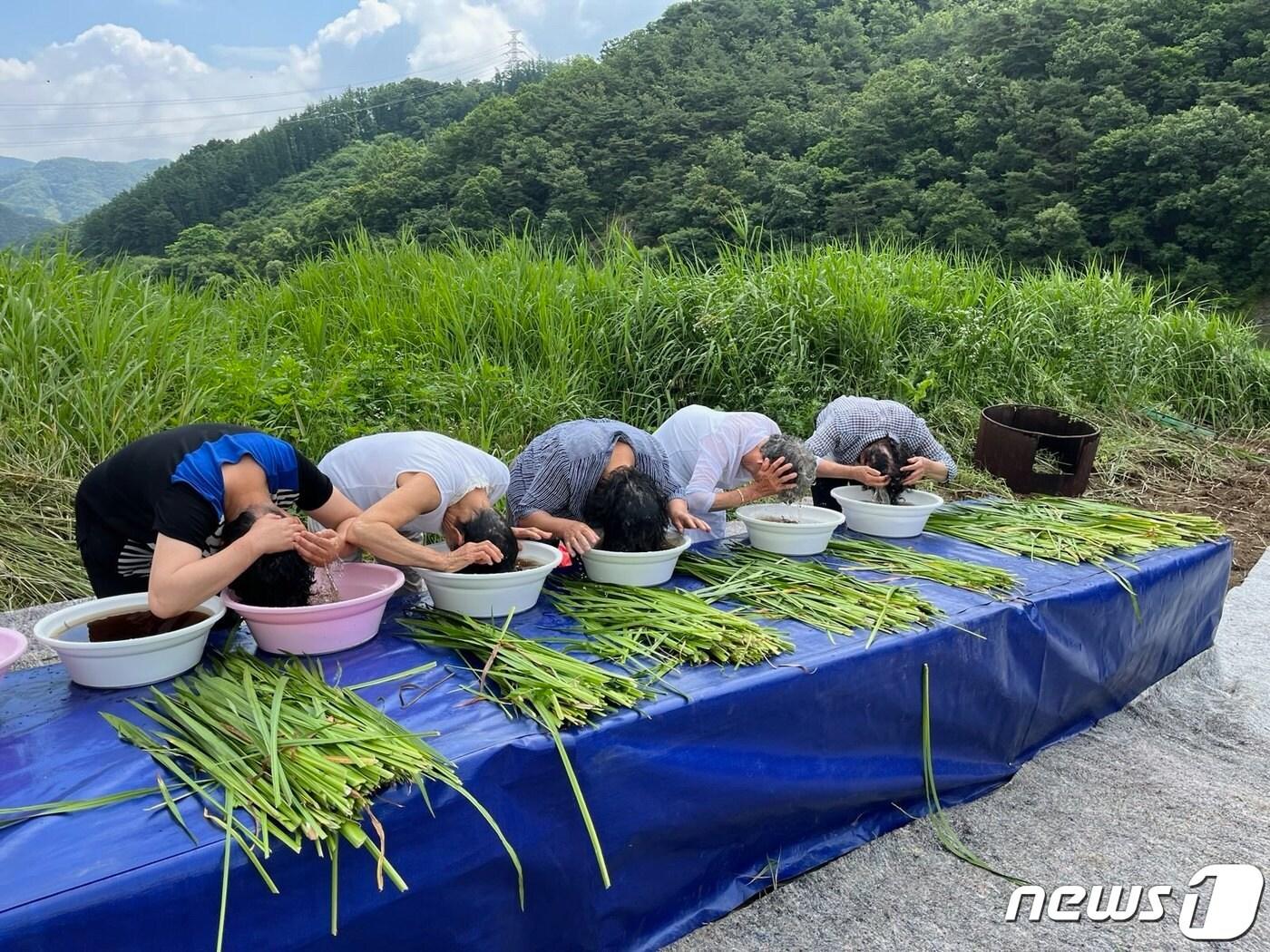 본문 이미지 -  22일 충북 충주 대소원면 문주리 수주마을 주민들이 창포물로 머리를 감고 있다.(충주시 제공)2023.6.22/뉴스1